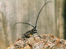 Small White-marmorated Longicorn