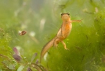 Smooth Newt