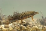 Smooth Newt