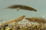 Smooth Newt