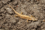 Smooth Newt