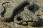 Snakes (Serpentes)