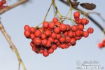 Sorbus aucuparia