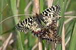 Southern Festoon