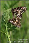 Southern Festoon