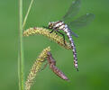 Southern Hawker Dragonfly