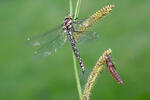 Southern Hawker Dragonfly