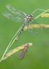 Southern Hawker Dragonfly