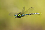 Southern Hawker Dragonfly