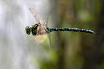 Southern Hawker Dragonfly