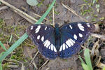 Southern White Admiral