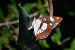 Southern White Admiral