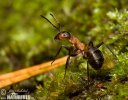 Southern wood Ant