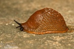 Spanish Slug