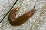 Spanish Slug