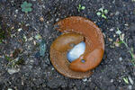 Spanish Slug - copulation