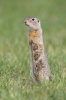 Spermophilus citellus