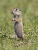 Spermophilus citellus