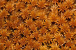 Sphagnum