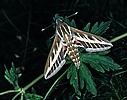 Sphinx Moth