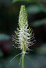 Spiked Rampion