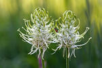 Spiked Rampion