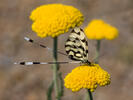 Spoonwing lacewing Thread-winged Antlion