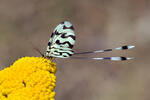 Spoonwing lacewing Thread-winged Antlion