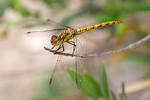 Spotted Darter