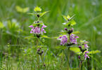Spotted Dead-nettle