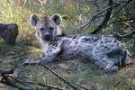 Spotted Hyaena