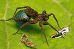 Spotted Wolf Spider