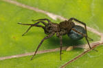 Spotted Wolf Spider