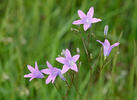 Spreading Bellflower