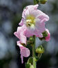 Spring Celebrities Rose