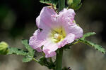 Spring Celebrities Rose