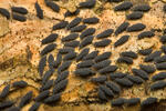 Springtail