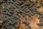 Springtails