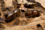 Spruce Engraver Beetle