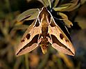 Spurge Hawk-moth