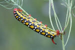 Spurge Hawk-moth