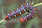 Spurge Hawk-moth