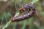 Spurge Hawk-moth