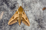 Spurge Hawk-moth