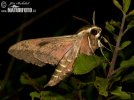 Spurge Hawk-moth