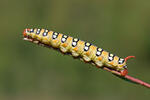 Spurge Hawk-moth