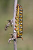 Spurge Hawk-moth