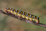 Spurge Hawk-moth