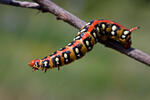 Spurge Hawk-moth