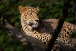 Sri Lankan leopard